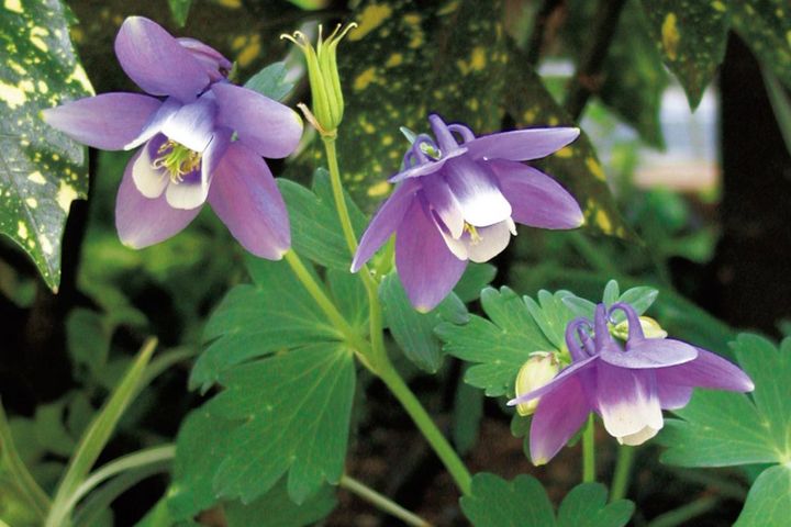 4月1日の花とは？【366日の誕生花と幸せの花言葉】
