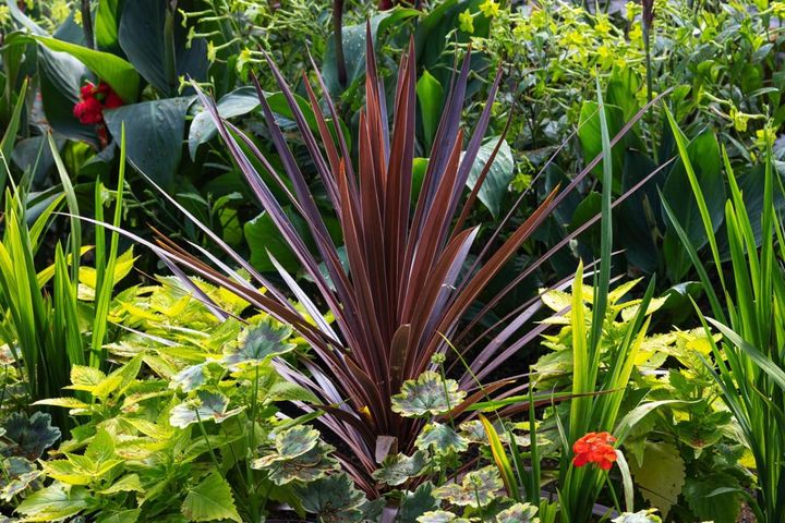 意外な主役は「葉」！フウチソウ・カレックスなど8選で、庭やベランダにアクセントを【ガーデニング】