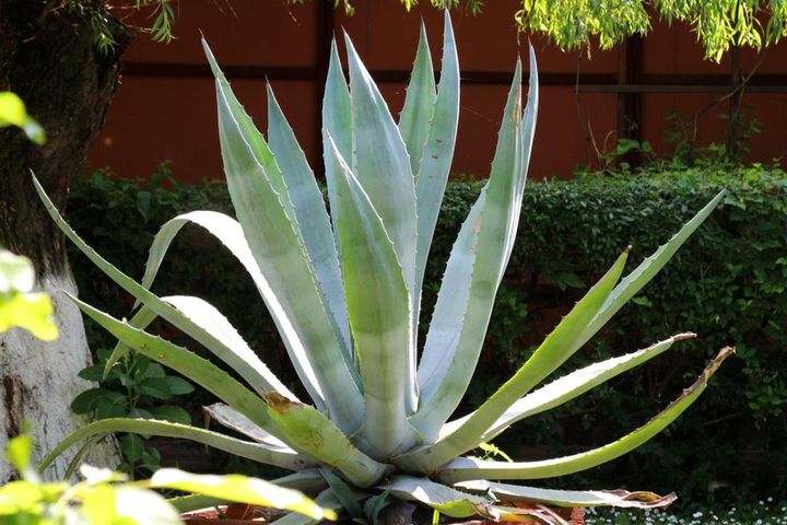 ブルーグレーの品種