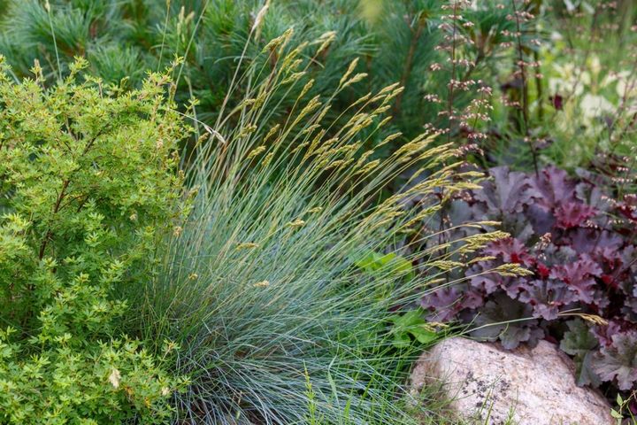 銅葉のヒューケラと引き立て合うフェスツカ・グラウカ