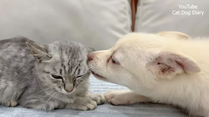 グイグイ来る子犬に困惑する子猫