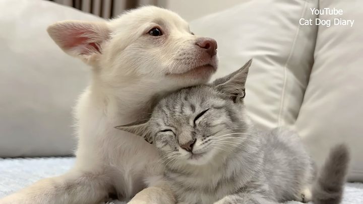 仲良くなった子犬と子猫
