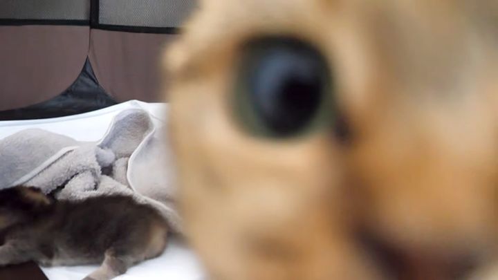 子猫の寝顔の撮影を阻止するママ猫