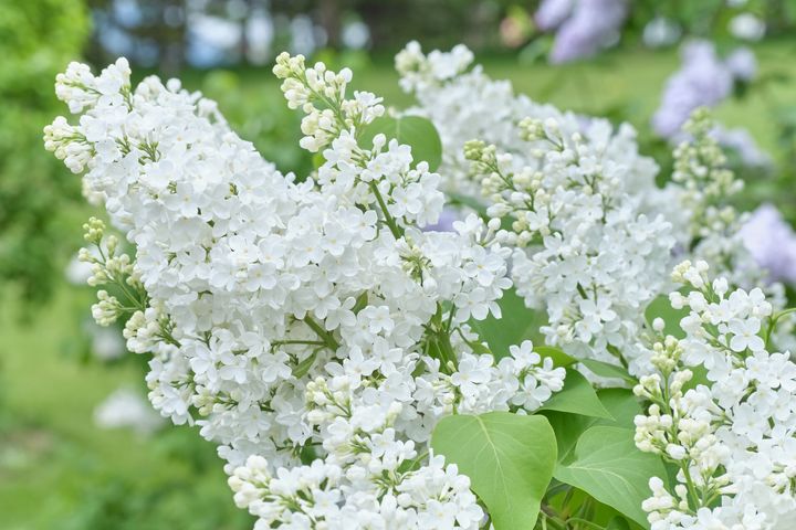 幸運を呼ぶハッピーライラックの見つけ方