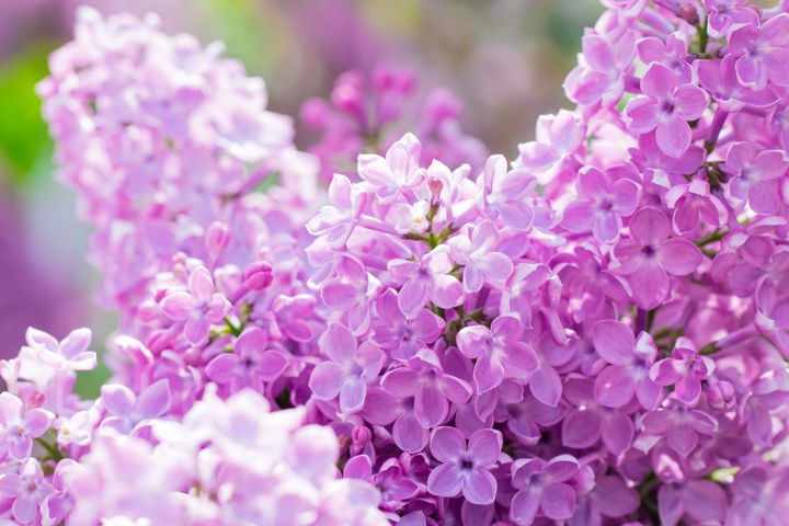 ライラックの花言葉が持つ魅力と基本的な意味