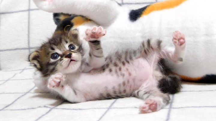 ぬいぐるみポーズを練習する子猫