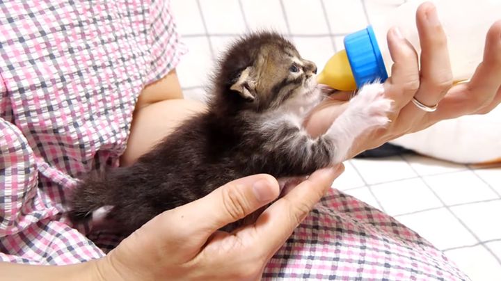 ミルクを飲む子猫