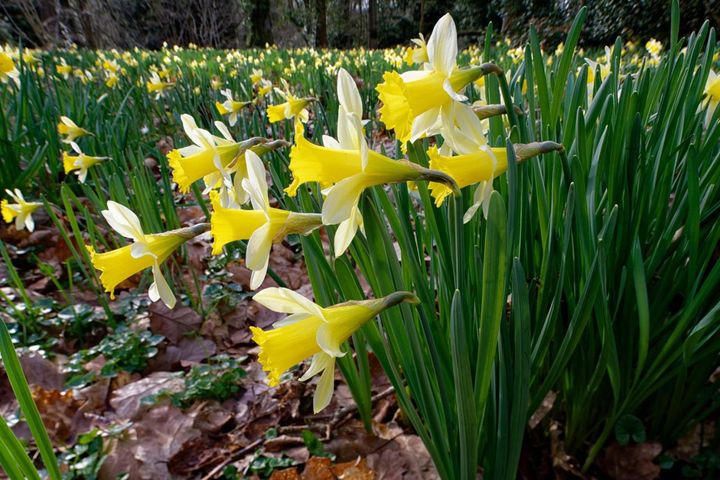 【ガーデニングQ&A】ラッパスイセンの葉が多くて、花があまり咲かない。株分けをすべき？