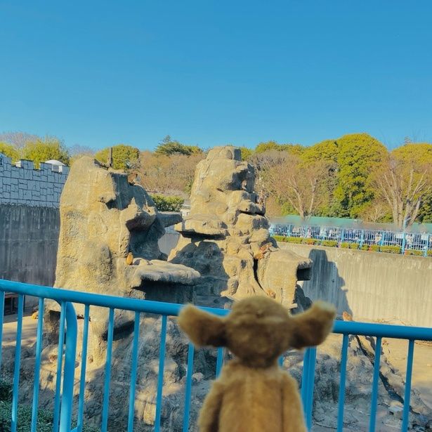 市川市動物園にいるニホンザルのパンチくんからパワーをもらうオチ [c] 2024 KURKAMART LLC AND IPR.VC FUND II KY. ALL RIGHTS RESERVED.