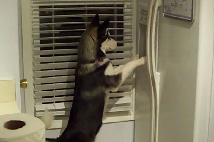 冷蔵庫の扉をじっと見つめるハスキー犬…狙いはあの「冷たい塊」です！