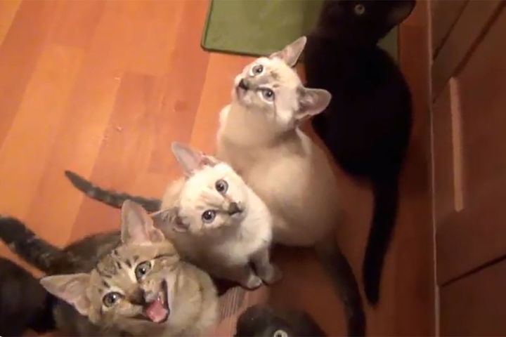 わらわらと集まる子猫たち…「ご飯まだニャ？」 って言ってそう！！