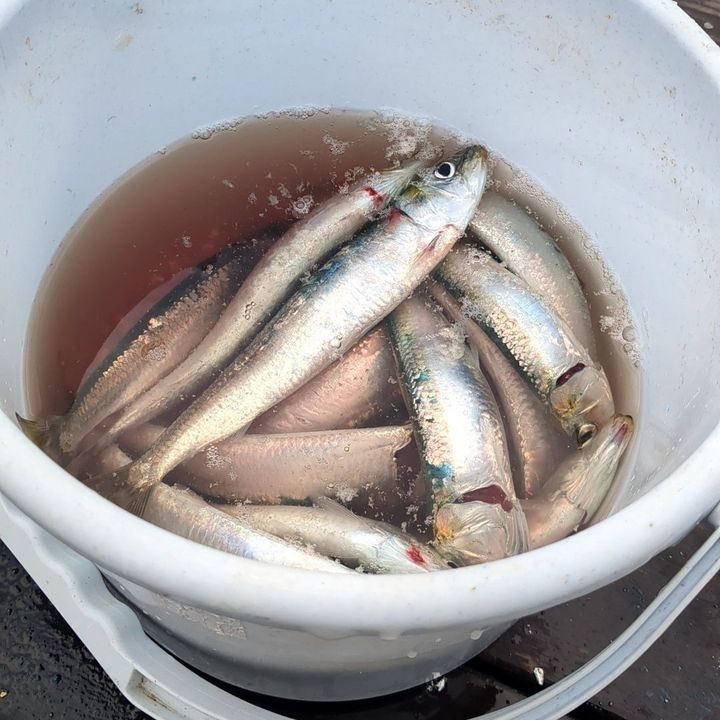 新鮮なイワシをGET！