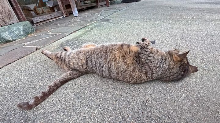 足をピーンと伸ばす猫