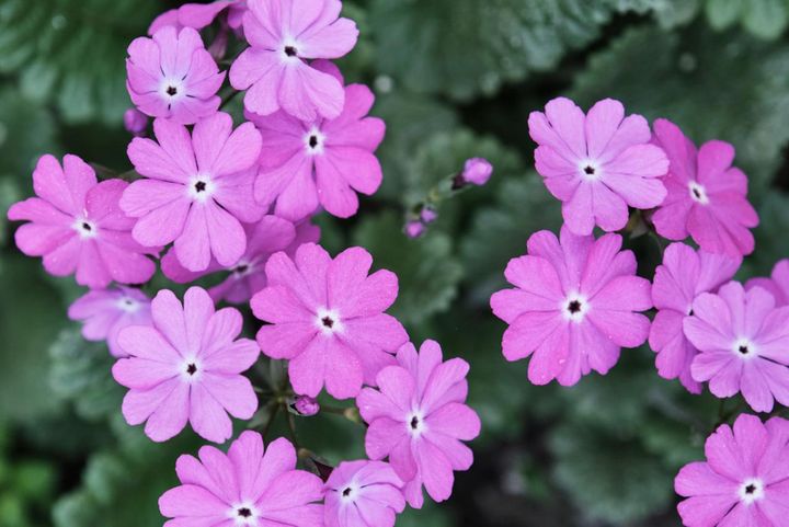 4月2日の花とは？【366日の誕生花と幸せの花言葉】