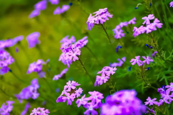 バーベナ`タピアン′