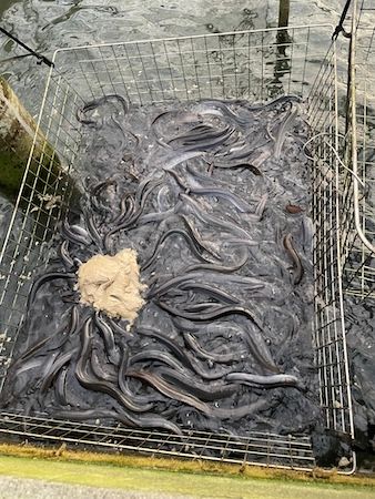 【京都府京都市】希少な“天空うなぎ”専門店「うなぎ昊」の5周年感謝祭！茶碗蒸し＆ドリンクをサービス