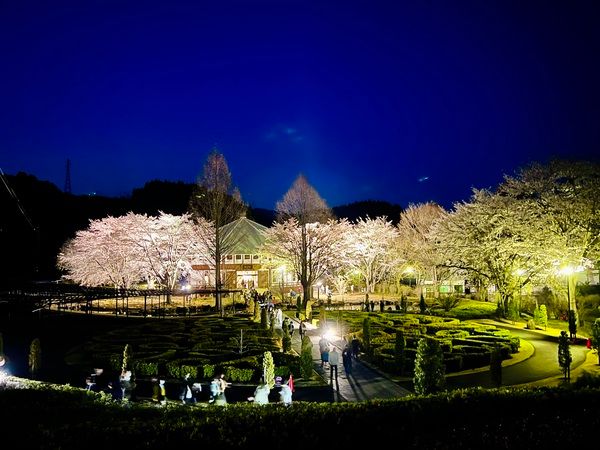 【群馬県中之条町】中之条ガーデンズで「花桃の丘まつり」開催中！マルシェや夜桜ライトアップも実施