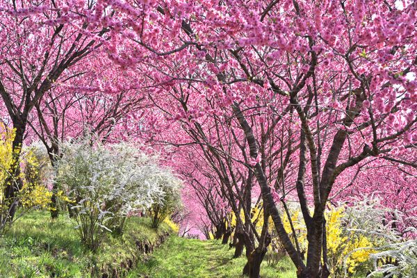 【群馬県中之条町】中之条ガーデンズで「花桃の丘まつり」開催中！マルシェや夜桜ライトアップも実施