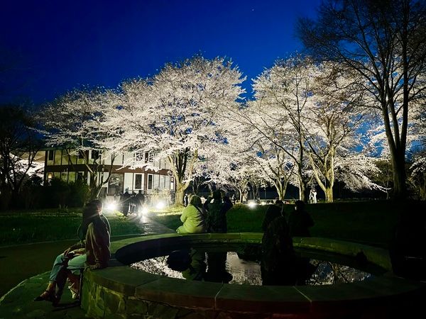 【群馬県中之条町】中之条ガーデンズで「花桃の丘まつり」開催中！マルシェや夜桜ライトアップも実施