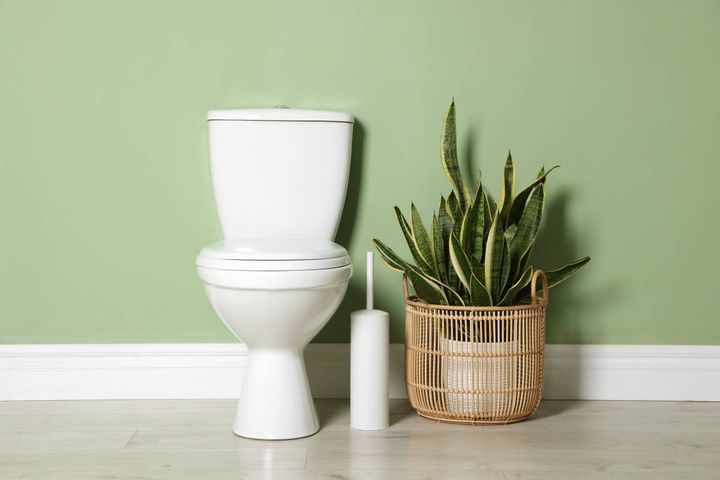 トイレ 家庭運 上がる 観葉植物