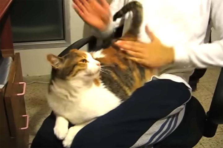男性の膝の上に座った猫・マイネ。おしりをペンペンされると……