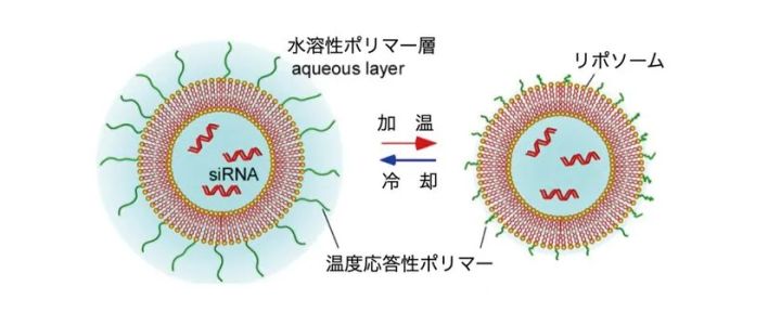 ナノマシンが皮膚細胞に有効成分を高濃度で送達する仕組み