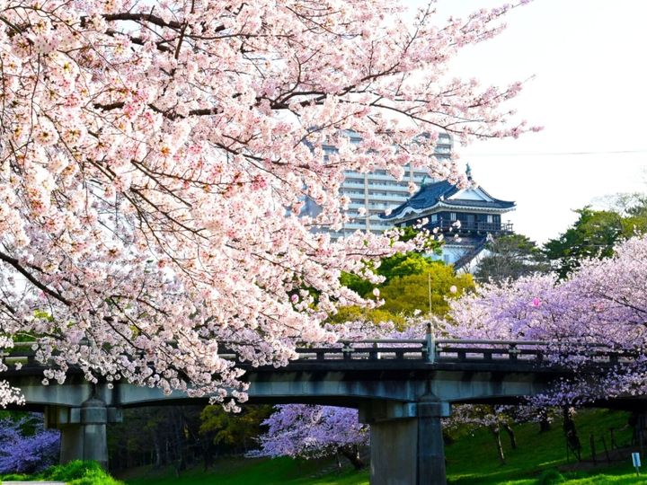 All About ニュース編集部が全国250人を対象に実施した「桜の名所に関するアンケート」の調査結果から、愛知県で行ってみたい＆好きな桜の名所ランキングを発表！ 2位「岡崎城公園」を抑えた1位は？