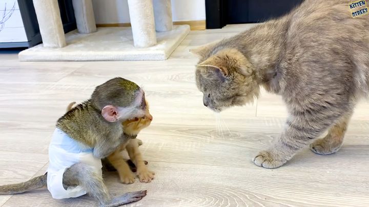 子猫を守る子猿