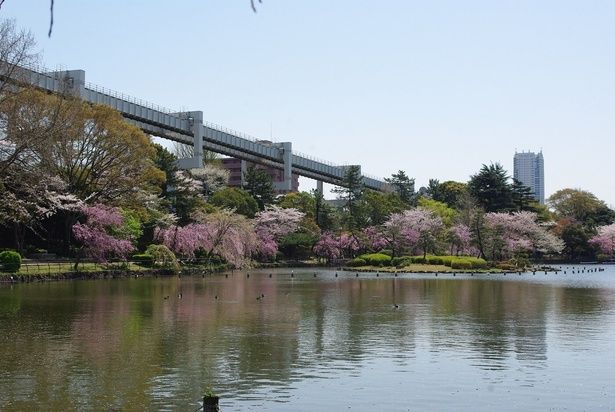 綿打池のほとりでさまざまな桜の花が見頃を迎える/千葉公園の桜 画像提供：千葉市 中央・美浜公園緑地事務所