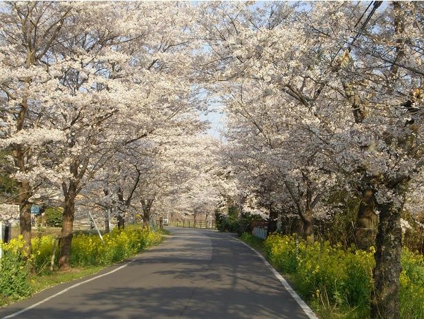 満開の桜のトンネルを楽しむことができる/太平山の桜