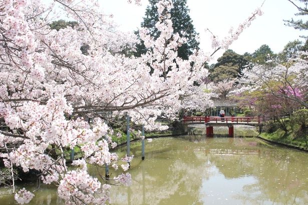 約1000本のソメイヨシノやツツジが咲く園内/津偕楽公園の桜 画像提供：津市観光協会