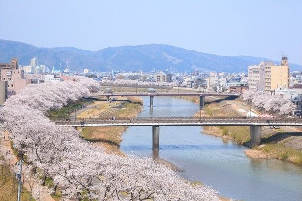 足羽川の堤防に桜が咲き乱れる/足羽川桜並木 画像提供：福井市役所