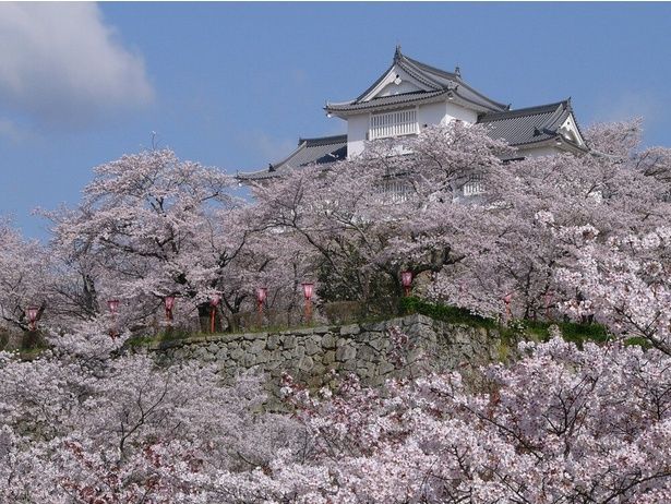 津山城と豪華な桜が一望できる/津山城(鶴山公園)の桜 画像提供：津山市役所