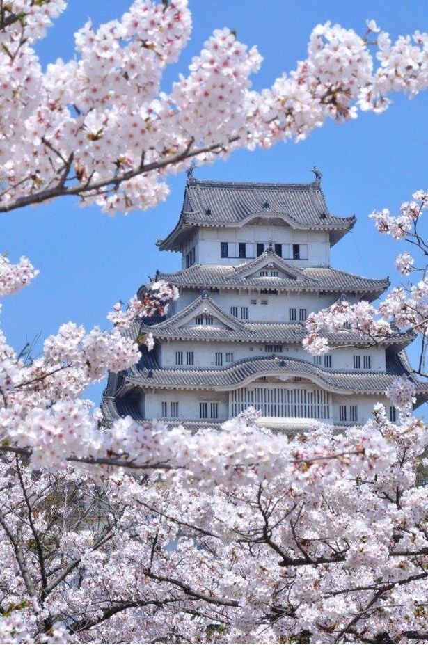世界文化遺産・国宝姫路城と桜が楽しめる/姫路城の桜 画像提供：姫路城管理事務所