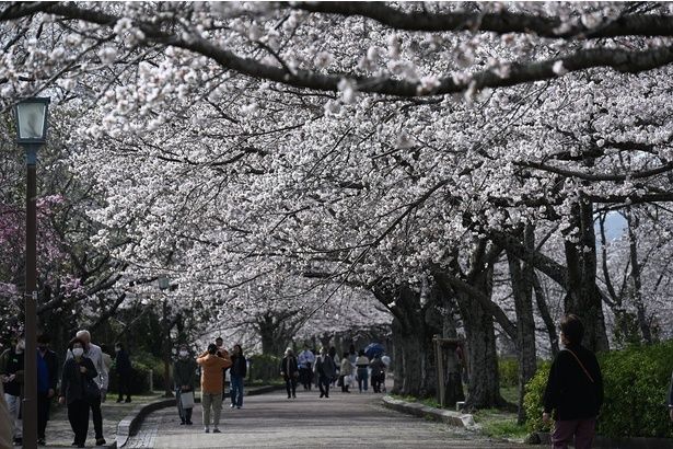 桜色のグラデーションが魅力/七谷川・和らぎの道の桜 画像提供:(一社)亀岡市観光協会