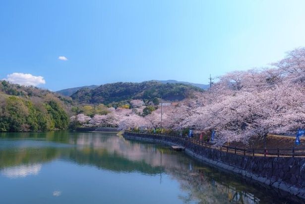ダム湖の周りを桜が彩る/たからだの里さいた(戸川ダム)の桜 画像提供：三豊市観光交流局