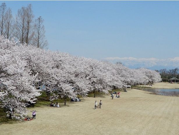 北アルプスを背景に咲き誇るソメイヨシノ/富山県中央植物園の桜 画像提供：富山県中央植物園