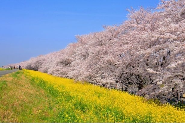 熊谷桜堤のソメイヨシノと菜の花/熊谷桜堤の桜 画像提供：熊谷市観光協会