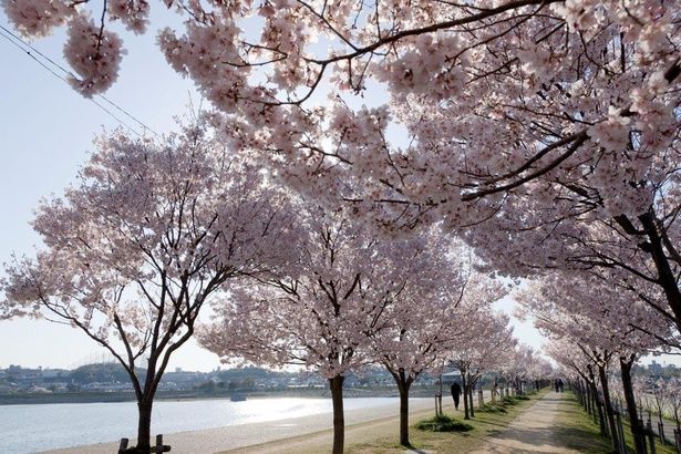 片方には池の青、もう片方には桜のピンクの2色の光景を楽しめる/狭山池公園の桜 画像提供：大阪狭山市 公園緑地グループ