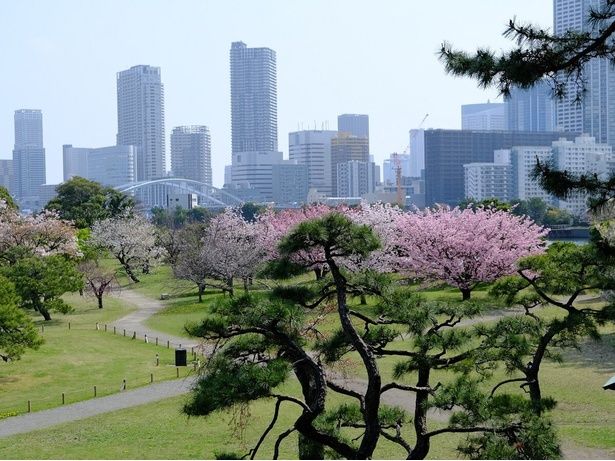 富士見山からの桜/浜離宮恩賜庭園の桜 画像提供：公益財団法人東京都公園協会