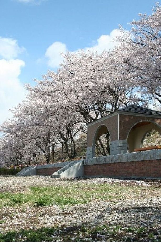 勝沼ぶどう郷駅沿いに咲くソメイヨシノ/甚六桜 画像提供：甲州市観光協会