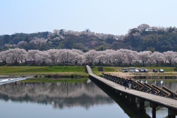 堤防沿いが桜で埋め尽くされる/斐伊川堤防桜並木 画像提供：雲南市