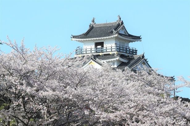 浜松城と満開の桜のコラボレーションが楽しめる/浜松城公園の桜 画像提供：浜松市