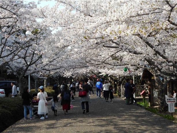 公園内に、空を覆うほど桜が咲き誇る/公渕森林公園の桜 画像提供:公益財団法人かがわ水と緑の財団森林公園課