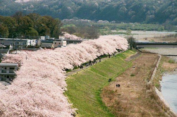満開の桜が並ぶ光景は圧巻/多摩川堤防沿いの桜 画像提供：福生市役所