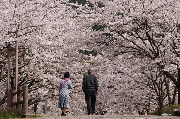 今見頃＆間もなく見頃の桜スポットをピックアップ(写真は和らぎの道(七谷川沿い)の桜) 画像提供：(一社)亀岡市観光協会