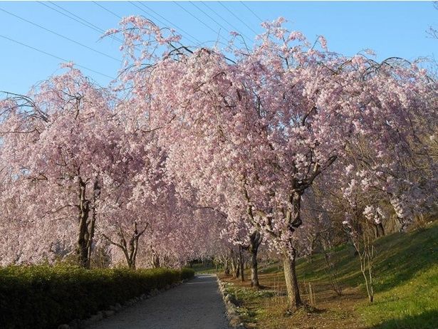 カーテンのように桜の花が広がる/常陸風土記の丘の桜 画像提供：常陸風土記の丘