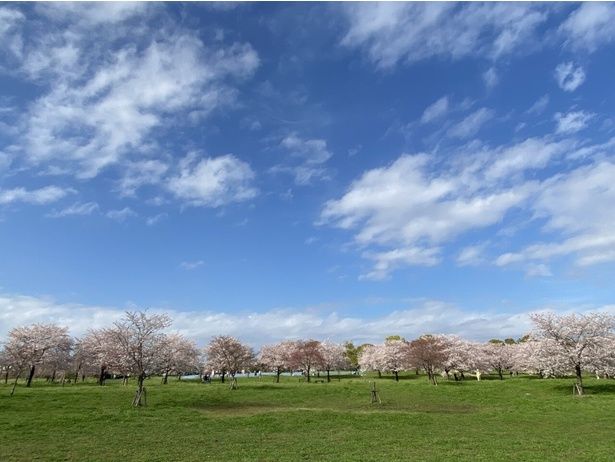 広々としたお花見広場で薄桃色の花が咲き誇る/舎人公園の桜 画像提供：公益財団法人 東京都公園協会
