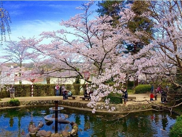 打吹公園内を彩る桜/打吹公園の桜 画像提供：倉吉観光MICE協会