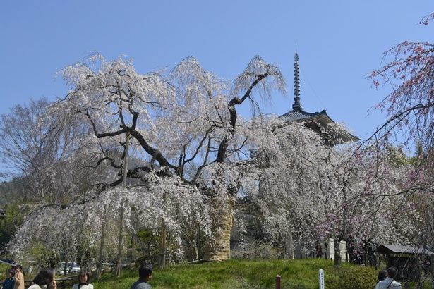 歴史を感じさせる佇まいのしだれ桜/浄専寺のしだれ桜 画像提供：ごかせ観光協会